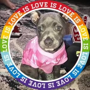 Meet your Posher, Sidney